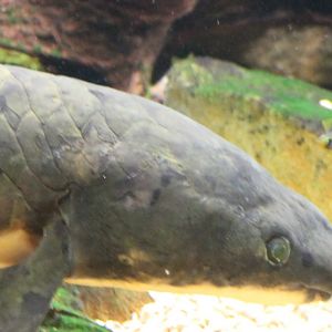Australian lungfish