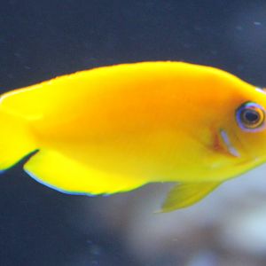 Lemonpeel dwarf angelfish - Centropyge flavissima