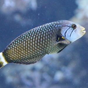 Dragon wrasse - Novaculichthys taeniourus