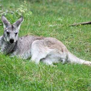Eastern wallaroo