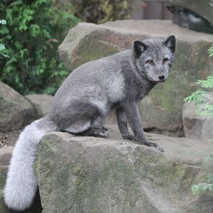 Arctic fox