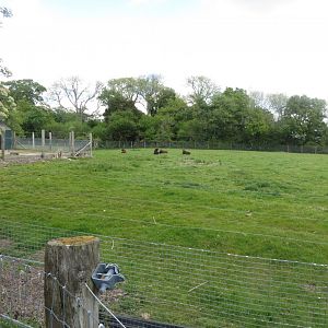Sable antelope enclosure 110519