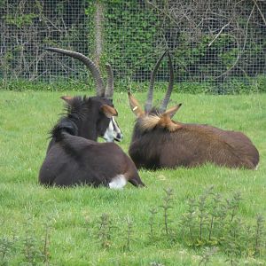 Sable antelopes 110519