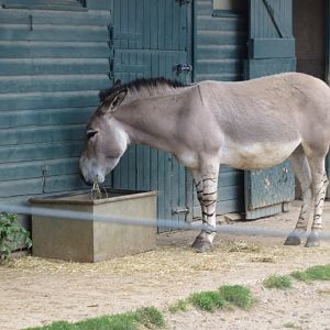 Somali wild ass 110519