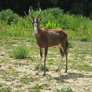 Blesbok 110519
