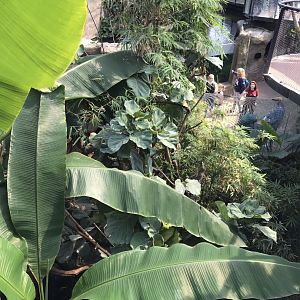 Tropical House - view above sloth exhibit 110519