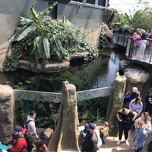 Tropical House - view above Pygmy marmoset and aquarium exhibit 110519