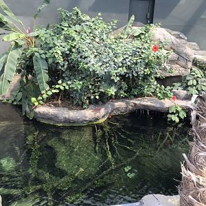 Tropical House - Pygmy marmoset exhibit 110519