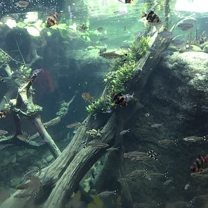 Tropical House - aquarium exhibit 110519