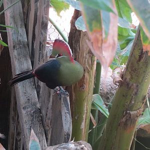 Tropical House - Fischer’s turaco 110519