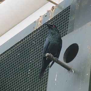 Tropical House - Asian glossy-starling 110519