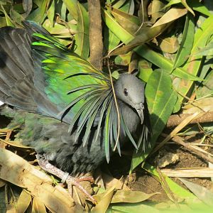 Tropical House - Nicobar pigeon 110519