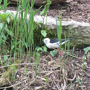 Walkthrough aviary - Black-winged stilt 110519
