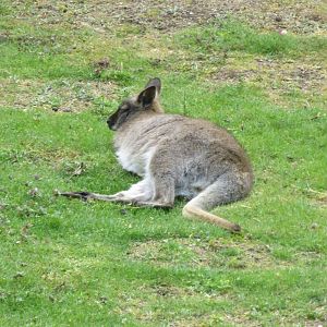 Red-necked wallaby 110519