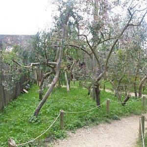 Walkthrough Wrinkled hornbill aviary 110519