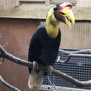Wrinkled hornbill 110519