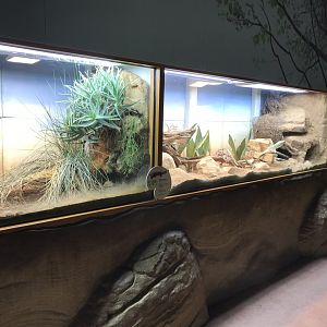 Reptile House - desert exhibits 110519