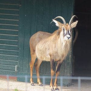 Roan Antelope 110519