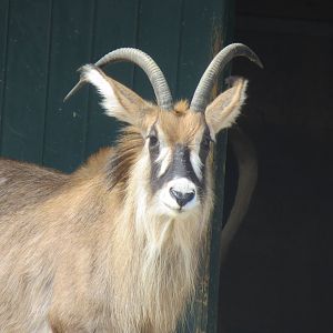 Roan Antelope 110519