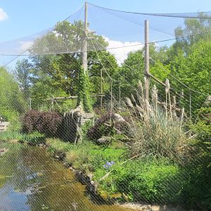 Siamang exhibit 110519