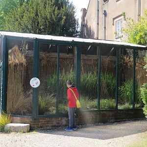 Bearded Tit aviary 110519