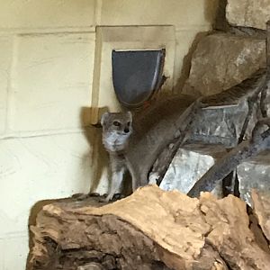Yellow mongoose 110519