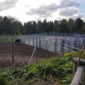 American bison holding-area