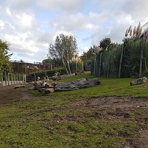 Vicunja - Darwin rhea enclosure