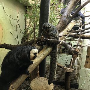 White-faced sakis 110519