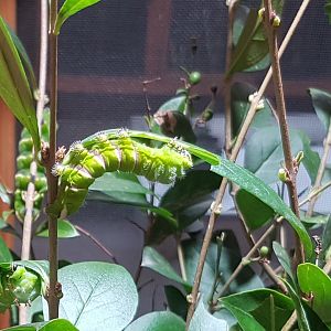 Caterpillars Rothschildia lebeau