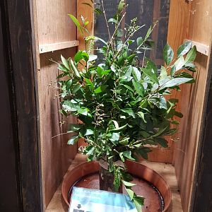 Raising-enclosure Rothschildia lebeau