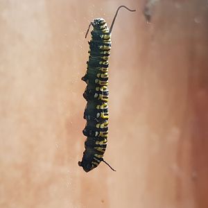 Caterpillar Danaus plexippus