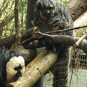 White-faced sakis 110519