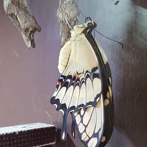 Freshly hatched Swallow-tail