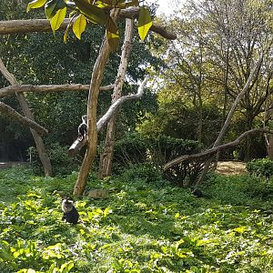 Lion-tailed macaque enclosure