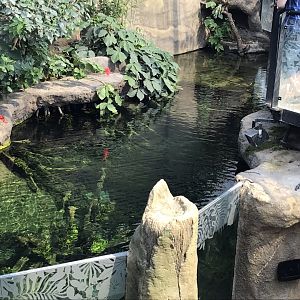 Tropical House aquarium exhibit 110519