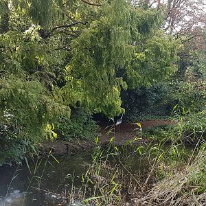 White-necked crane enclosure