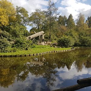 Enclosure Celebes black macaque