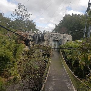 Bridge in Asian walk-through aviary
