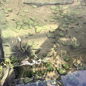 Tropical House aquarium exhibit shallow section 110519