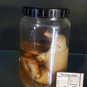 Preserved puggle Short-beaked echidna