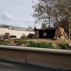 Out-door enclosure Black rhino
