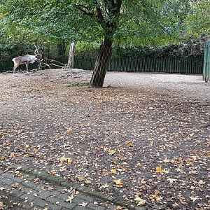 Reindeer enclosure
