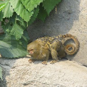 Tropical House - Pygmy marmoset 110519