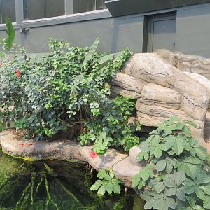 Tropical House - Pygmy marmoset exhibit 110519