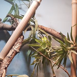 Giant leaf - Phyllium giganteum