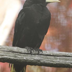 Crested oropendola