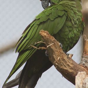 Thick-billed parrot