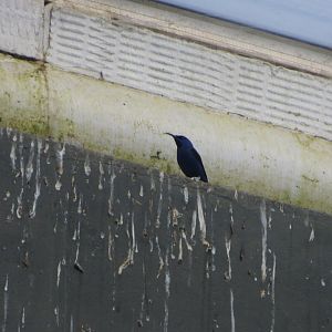 Tropical House - Purple honeycreeper 110519