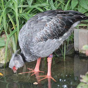 Crested screamer